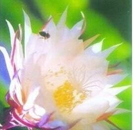 Flower Seeds, Seeds,Seeds For Planting,Plant Seeds