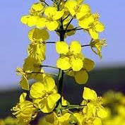 Flower Seeds, Seeds,Seeds For Planting,Plant Seeds