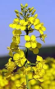 Flower Seeds, Seeds,Seeds For Planting,Plant Seeds