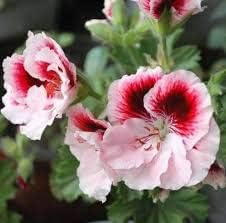 Flower Seeds, Seeds,Seeds For Planting,Plant Seeds