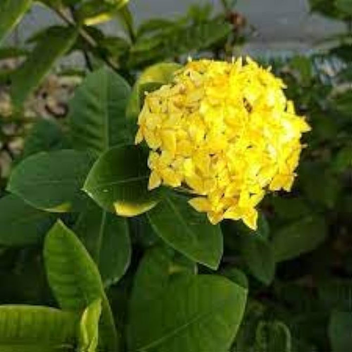 Yellow Climbing Geranium Flower Seeds for Planting – Ideal for Borders Heirloom Non-GMO High Germination Organic Seeds