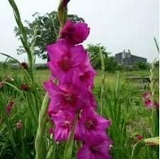 Flower Seeds, Seeds,Seeds For Planting,Plant Seeds