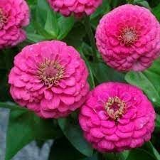 Flower Seeds, Seeds,Seeds For Planting,Plant Seeds