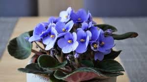 Flower Seeds, Seeds,Seeds For Planting,Plant Seeds