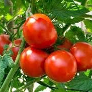 Vegetable Seeds,Garden seeds, Seeds For Planting,Plant Seeds