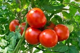 Vegetable Seeds,Garden seeds, Seeds For Planting,Plant Seeds