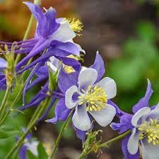Flower Seeds, Seeds,Seeds For Planting,Plant Seeds