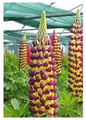 Violet Yellow Lupine Seeds – Heirloom, Non-GMO, Pollinator Friendly
