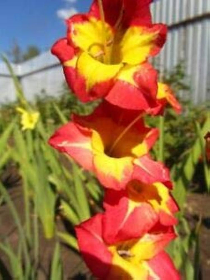 Flower Seeds, Seeds,Seeds For Planting,Plant Seeds