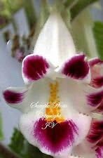 Flower Seeds, Seeds,Seeds For Planting,Plant Seeds