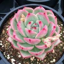 Flower Seeds, Seeds,Seeds For Planting,Plant Seeds