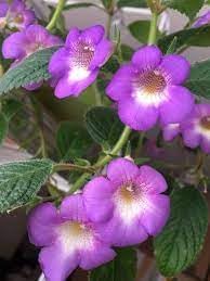 Flower Seeds, Seeds,Seeds For Planting,Plant Seeds