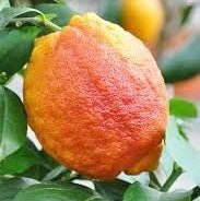 Fruit Seeds,Garden seeds, Seeds For Planting,Plant Seeds