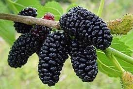 Fruit Seeds,Garden seeds, Seeds For Planting,Plant Seeds