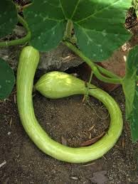 Vegetable Seeds,Garden seeds, Seeds For Planting,Plant Seeds