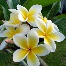 Flower Seeds, Seeds,Seeds For Planting,Plant Seeds