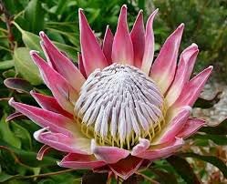 Flower Seeds, Seeds,Seeds For Planting,Plant Seeds