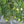 Fruit Seeds,Garden seeds, Seeds For Planting,Plant Seeds