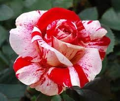 Flower Seeds, Seeds,Seeds For Planting,Plant Seeds
