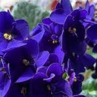 Flower Seeds, Seeds,Seeds For Planting,Plant Seeds