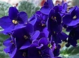 Flower Seeds, Seeds,Seeds For Planting,Plant Seeds