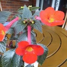 Flower Seeds, Seeds,Seeds For Planting,Plant Seeds