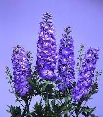 Flower Seeds, Seeds,Seeds For Planting,Plant Seeds