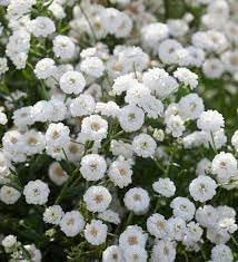 Flower Seeds, Seeds,Seeds For Planting,Plant Seeds