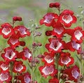 Hartwegi Flower Seeds for Planting – Heirloom, Non-GMO, High Germination Colorful Garden Seeds