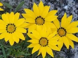 Flower Seeds, Seeds,Seeds For Planting,Plant Seeds