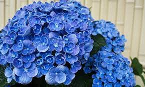 Blue Geranium Pelargonium Seeds for Planting – Hardy Heirloom Non-GMO, High Germination Organic Garden Seeds