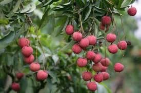 Fruit Seeds,Garden seeds, Seeds For Planting,Plant Seeds