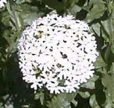 Flower Seeds, Seeds,Seeds For Planting,Plant Seeds