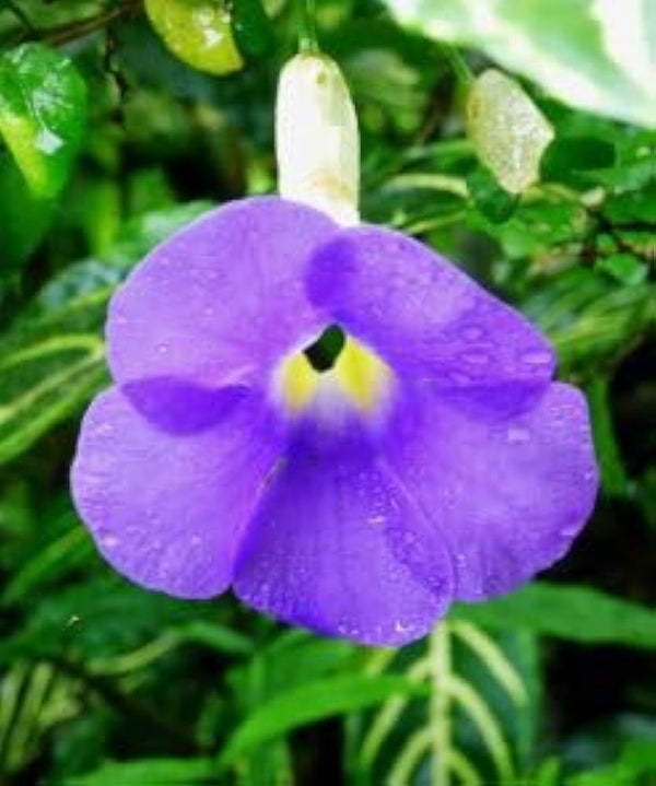 Flower Seeds, Seeds,Seeds For Planting,Plant Seeds