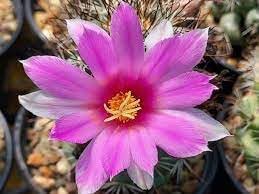Flower Seeds, Seeds,Seeds For Planting,Plant Seeds