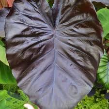 alocasia amazonica flower seeds Leaf Alocasia Flower Seeds for Planting – Vibrant Colors Heirloom Non- – Earthechoseeds