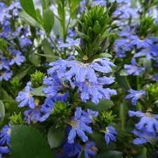 Flower Seeds, Seeds,Seeds For Planting,Plant Seeds