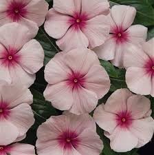 Flower Seeds, Seeds,Seeds For Planting,Plant Seeds
