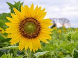 Flower Seeds, Seeds,Seeds For Planting,Plant Seeds