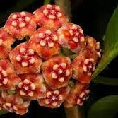 Flower Seeds, Seeds,Seeds For Planting,Plant Seeds