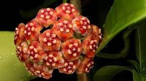 Flower Seeds, Seeds,Seeds For Planting,Plant Seeds