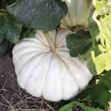 White Pumpkin Seeds for Planting – Heirloom & Non-GMO Seeds, Decorative and Edible Garden Variety