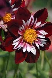 Flower Seeds, Seeds,Seeds For Planting,Plant Seeds