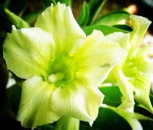 Flower Seeds, Seeds,Seeds For Planting,Plant Seeds