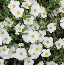 Avalanche Flower Seeds for Planting – Heirloom Non-GMO Organic Garden Seeds, High Germination