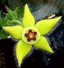 Flower Seeds, Seeds,Seeds For Planting,Plant Seeds