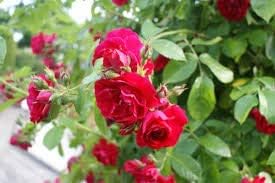 Flower Seeds, Seeds,Seeds For Planting,Plant Seeds