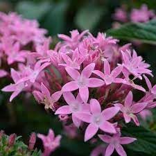 Flower Seeds, Seeds,Seeds For Planting,Plant Seeds