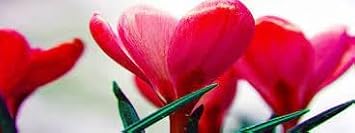 Flower Seeds, Seeds,Seeds For Planting,Plant Seeds