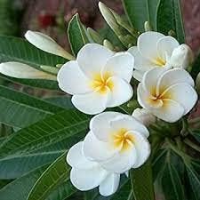 Flower Seeds, Seeds,Seeds For Planting,Plant Seeds